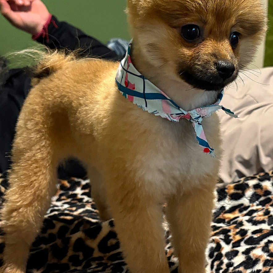 Caramelo is registered to the contest to win money with this photo: alert, animal, bandana, blanket, brown_fur, companion, cute, dog, domestic, ears, four_legs, fur, indoor, leopard_print, pet, puppy, small_dog, snout, standing, tail