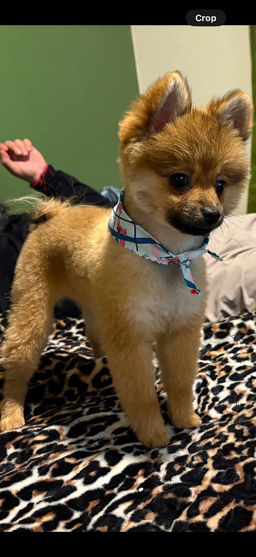 Caramelo is registered to the contest to win money with this photo: dog, puppy, bandana, leopard_print, blanket, indoor, fur, pet, cute, small_dog, brown_fur, alert, animal, companion, domestic, four_legs, ears, tail, snout, standing