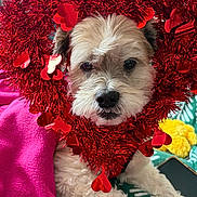 Curtis is registered to the contest to win money with this photo: dog, small_dog, pet, valentine_decor, red_tinsel, heart_decoration, pink_blanket, yellow_toy, close_up, portrait, furry, snout, black_nose, brown_eyes, cozy, indoor, festive, holiday, blanket, paws