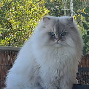 Néo participe au concours pour gagner de l'argent avec cette photo : animal, blue_eyes, calm, cat, close_up, cute, domestic_cat, feline, fluffy, fur, greenery, leafy_background, nature, outdoor, pet, portrait, relaxed, sitting, table, wooden_table