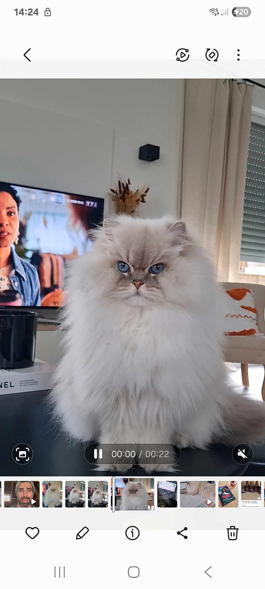 Néo a rejoint le concours — aidez-le/la à gagner de superbes lots ! black_table, blue_eyes, cat, close_up, cozy, curtains, cushion, decor, fluffy_cat, furniture, home, indoor, living_room, pet, plant, portrait, serious_expression, sitting, television, white_fur