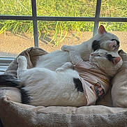 Toonses is registered to the contest to win money with this photo: cat, cat_pair, feline, pet, cat_bed, window, window_screen, sunlight, cuddling, napping, white_fur, black_spot, t_shirt, printed_shirt, cozy, indoor, sleeping, resting, portrait, domestic_animal