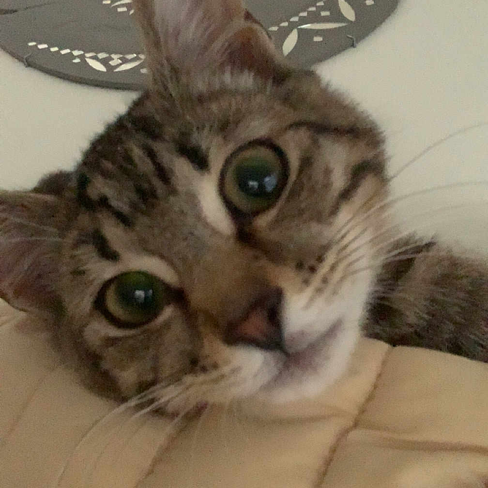 Tao a rejoint le concours — aidez-le/la à gagner de superbes lots ! abyssinian, animal, blanket, cat, chair, couch, cushion, egyptiancat, face, furniture, head, homedecor, indoors, kitten, manx, person, pet, photography, portrait, slate