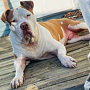 Johnny Cash is registered to the contest to win money with this photo: animal, brown_and_white, canine, companion, cozy, daylight, deck, dog, fur, nails, outdoor, paw, pet, relaxed, resting, shade, shadow, summer, sunlight, wood