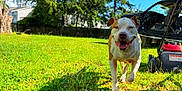 Johnny Cash joined the competition — help win amazing prizes! blue_sky, canine, car, clouds, daytime, dog, grass, greenery, happy, lawnmower, nature, open_door, outdoor, pet, playful, running, spring, sunny, trees, yard