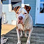 Johnny Cash is registered to the contest to win money with this photo: animal, blue, blurred_background, brown, canine, companion, daylight, dog, domestic, ears, expression, face, house, outdoor, pet, porch, snout, standing, white, wood