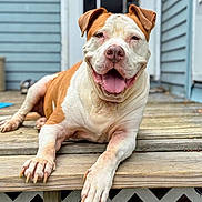 Johnny Cash joined the competition — help win amazing prizes! dog, pet, canine, smiling, tongue_out, wooden_porch, outdoor, relaxed, brown_and_white, close_up, animal, domestic_animal, happy, lying_down, ears, nails, house, door, steps, daylight