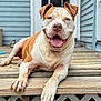 dog, pet, canine, smiling, tongue_out, wooden_porch, outdoor, relaxed, brown_and_white, close_up, animal, domestic_animal, happy, lying_down, ears, nails, house, door, steps, daylight