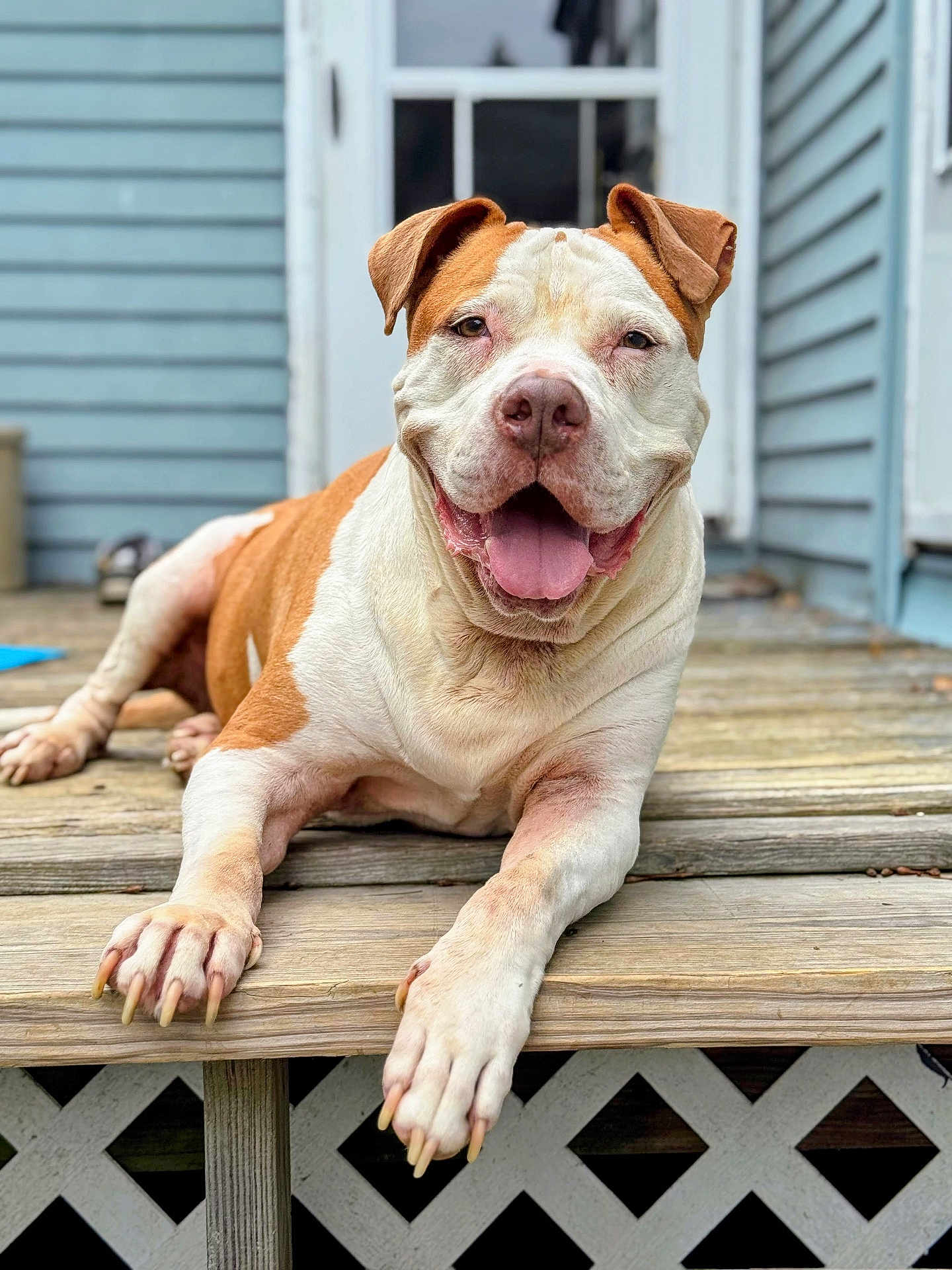 Johnny Cash joined the competition — help win amazing prizes! dog, pet, canine, smiling, tongue_out, wooden_porch, outdoor, relaxed, brown_and_white, close_up, animal, domestic_animal, happy, lying_down, ears, nails, house, door, steps, daylight