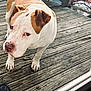 Johnny Cash is registered to the contest to win money with this photo: animal, brown, canine, close_up, companion, dog, domestic_animal, ears, expression, fence, fur, looking_up, outdoor, paw, pet, pit_bull, snout, waiting, white, wooden_deck