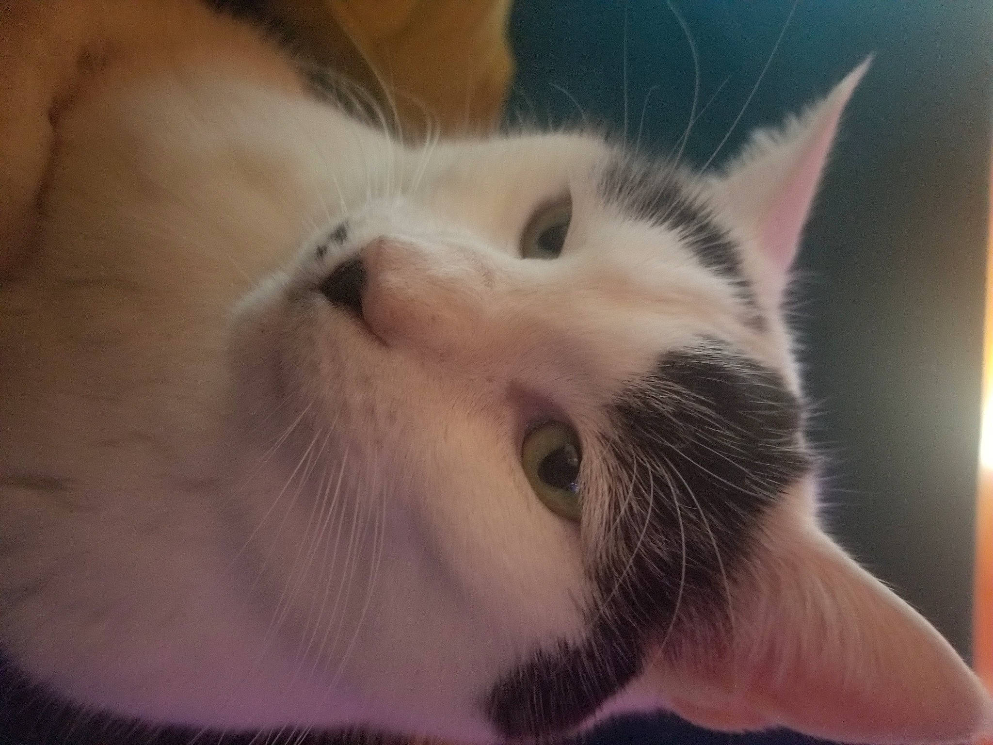 Spirit a rejoint le concours — aidez-le/la à gagner de superbes lots ! carnivore, cat, comfort, domestic_short_haired_cat, ear, eye, eyebrow, eyelash, felidae, fur, head, iris, nose, paw, small_to_medium_sized_cats, snout, whiskers, wood