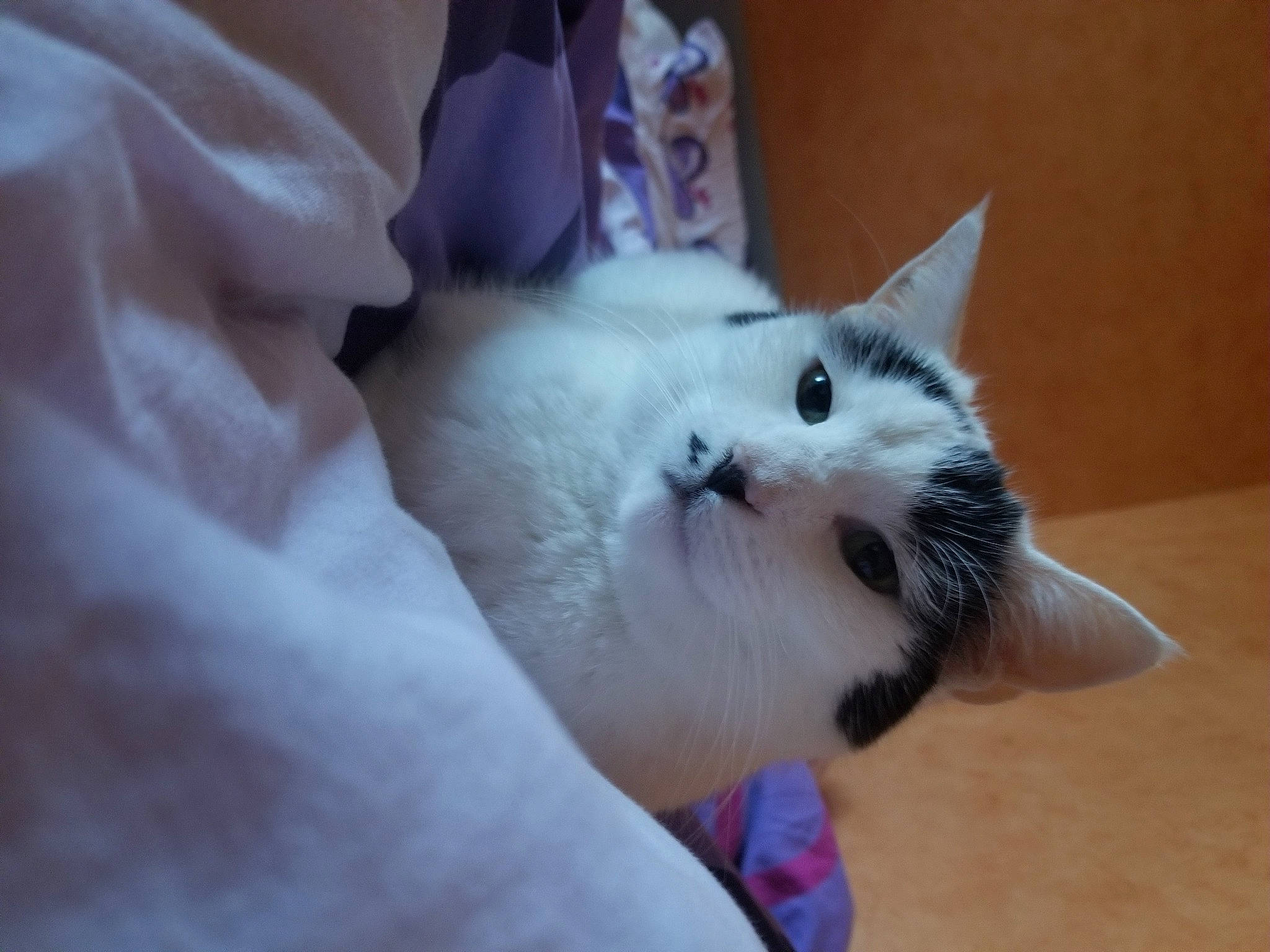 Spirit participe au concours pour gagner de l'argent avec cette photo : canidae, carnivore, cat, claw, comfort, domestic_short_haired_cat, eye, fawn, felidae, foot, fur, human_body, nap, paw, small_to_medium_sized_cats, snout, tail, thai, whiskers