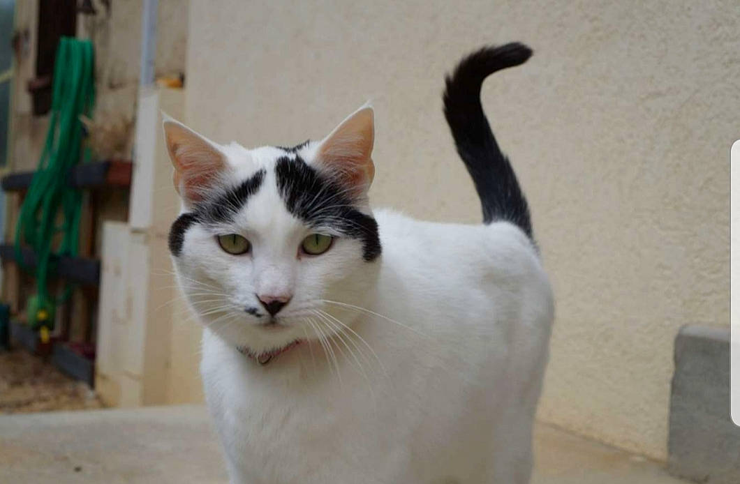 Spirit participe au concours pour gagner de l'argent avec cette photo : art, carnivore, cat, domestic_short_haired_cat, felidae, fur, pet_supply, small_to_medium_sized_cats, snout, tail, whiskers