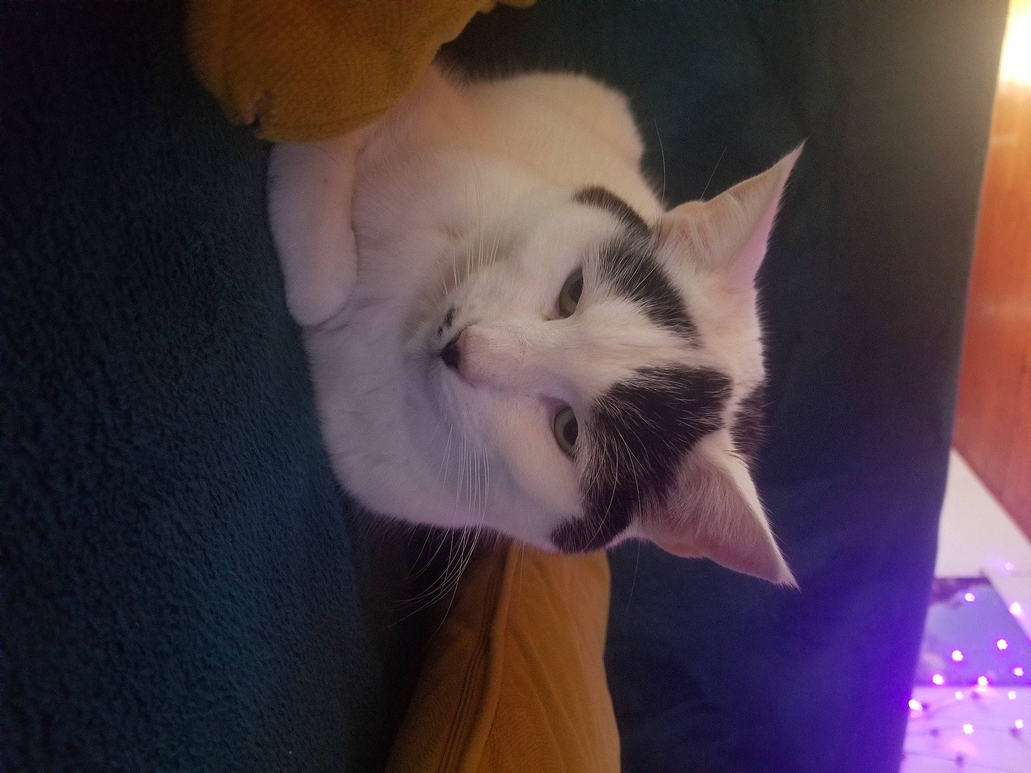 Spirit a rejoint le concours — aidez-le/la à gagner de superbes lots ! canidae, carnivore, cat, cloud, comfort, dog_breed, domestic_short_haired_cat, fawn, felidae, fur, nap, paw, selfie, sky, small_to_medium_sized_cats, snout, square, tail, whiskers, window