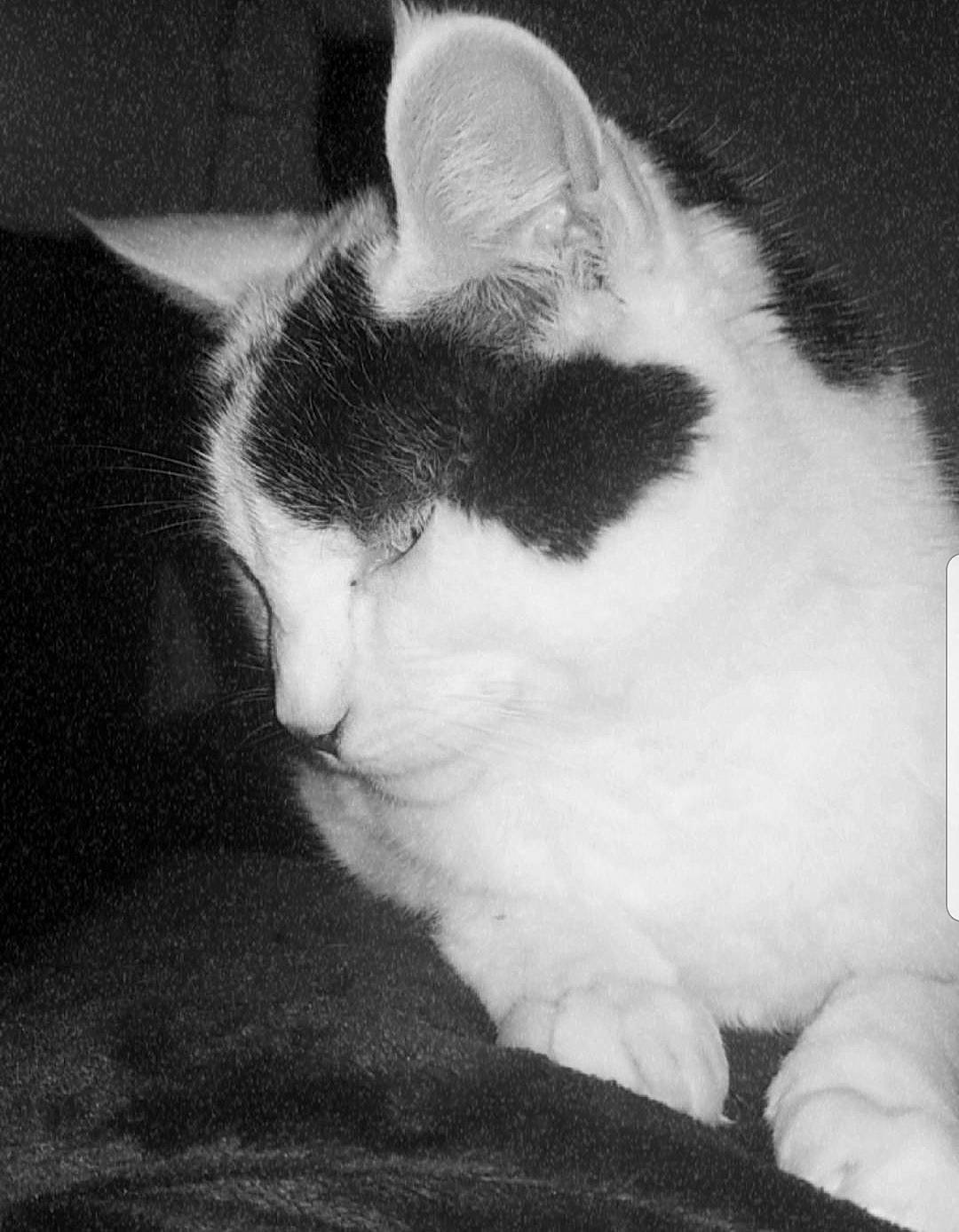 Spirite a rejoint le concours — aidez-le/la à gagner de superbes lots ! art, black_and_white, carnivore, cat, darkness, domestic_short_haired_cat, eye, felidae, fur, head, monochrome, monochrome_photography, paw, sky, small_to_medium_sized_cats, snout, style, tail, whiskers, window