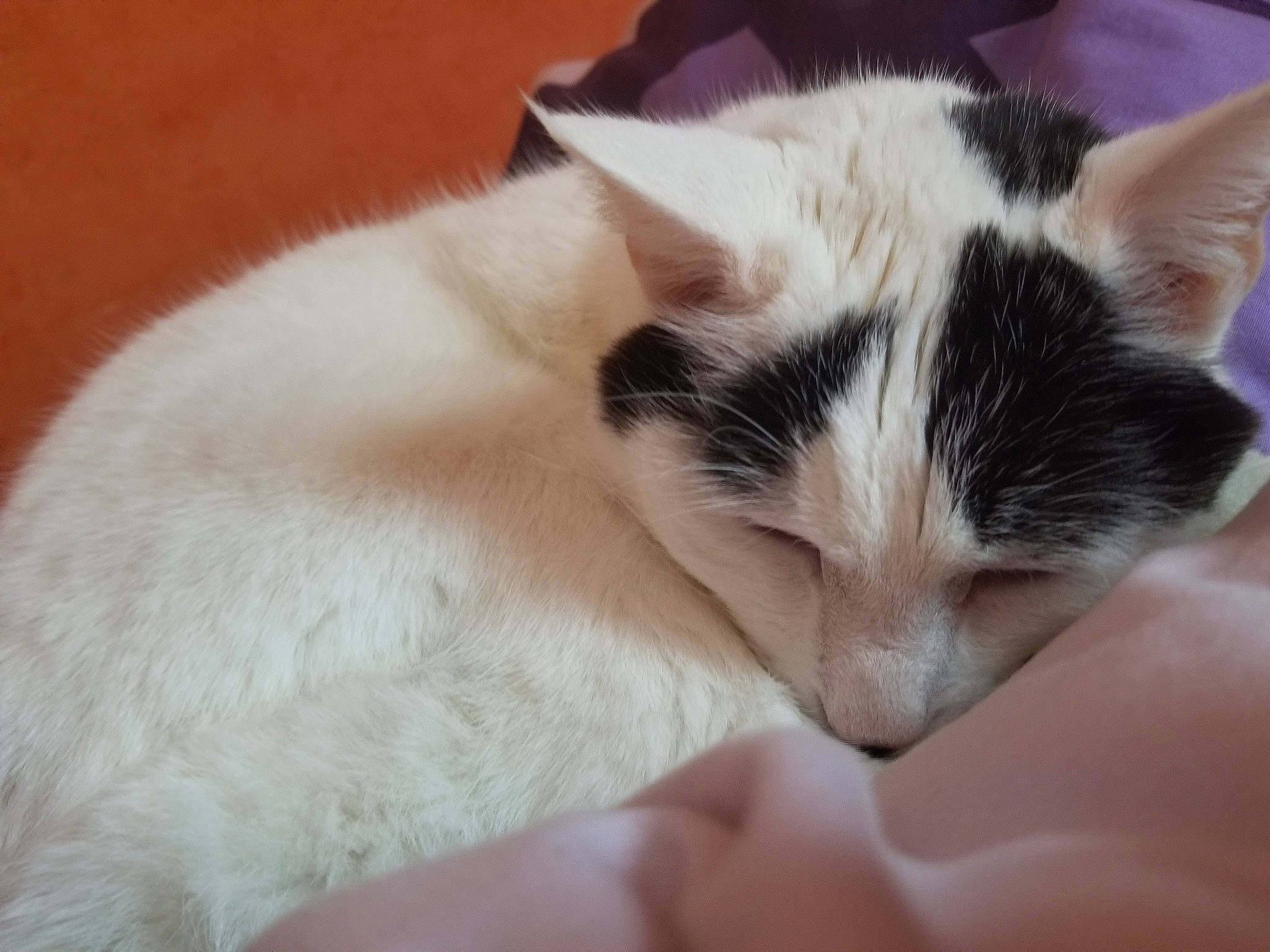 Spirite participe au concours pour gagner de l'argent avec cette photo : carnivore, cat, claw, comfort, domestic_short_haired_cat, felidae, foot, fur, nap, paw, small_to_medium_sized_cats, snout, tail, whiskers