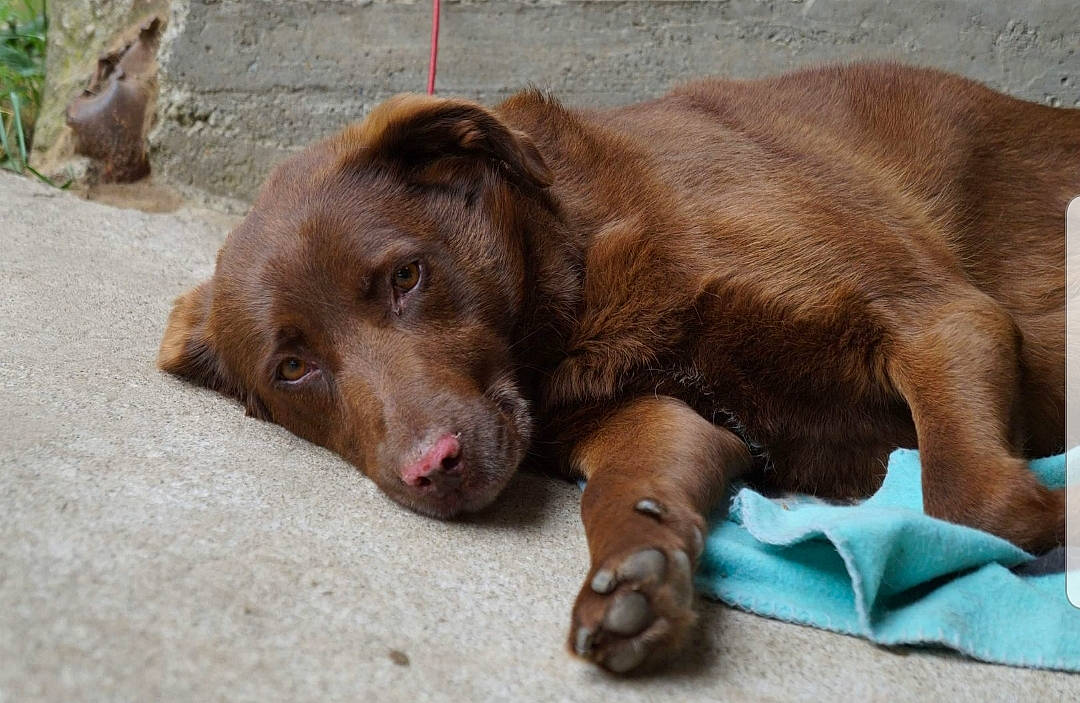 Joyka a rejoint le concours — aidez-le/la à gagner de superbes lots ! canidae, carnivore, companion_dog, dog, dog_breed, fawn, fur, liver, retriever, snout, sporting_group, terrestrial_animal, working_animal