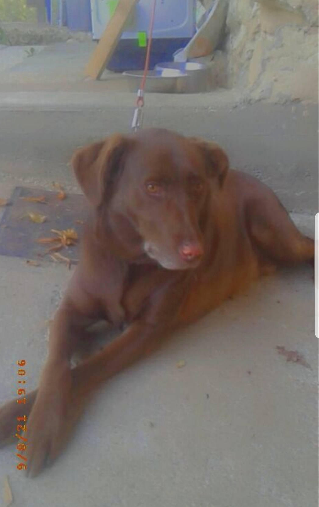 Joyka a rejoint le concours — aidez-le/la à gagner de superbes lots ! canidae, carnivore, companion_dog, dog, dog_breed, fawn, flooring, gun_dog, hardwood, hunting_dog, liver, pet_supply, snout, sporting_group, tail, wood, working_animal