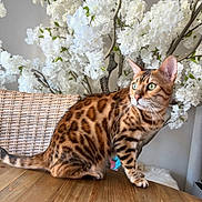 Oxbow a rejoint le concours — aidez-le/la à gagner de superbes lots ! cat, bengal_cat, animal, pet, feline, spotted_fur, green_eyes, wooden_table, white_flowers, flower_arrangement, wicker_chair, indoor, curious, sitting, domestic_animal, fur, whiskers, nature_indoor, closeup, side_view