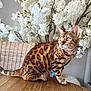 cat, bengal_cat, animal, pet, feline, spotted_fur, green_eyes, wooden_table, white_flowers, flower_arrangement, wicker_chair, indoor, curious, sitting, domestic_animal, fur, whiskers, nature_indoor, closeup, side_view