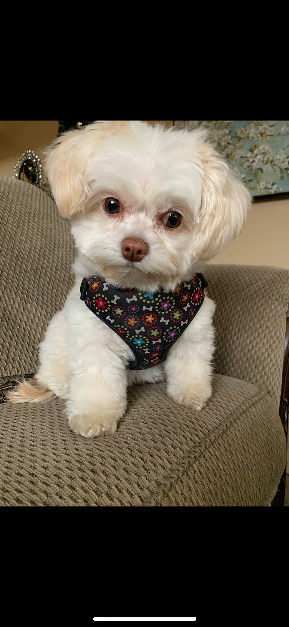 Amber joined the competition — help win amazing prizes! bichon, bolognese, bolonka, canidae, carnivore, chinese_imperial_dog, companion_dog, dog, dog_breed, mal_shi, maltepoo, maltese, mammal, morkie, pekapoo, puppy, schnoodle, shih_poo, toy_poodle, vertebrate