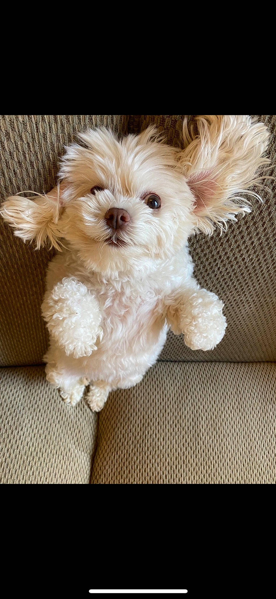 Amber joined the competition — help win amazing prizes! bolonka, canidae, carnivore, chinese_imperial_dog, companion_dog, dog, dog_breed, havanese, maltepoo, maltese, mammal, morkie, pekapoo, poodle_crossbreed, puppy, schnoodle, shih_poo, shih_tzu, toy_dog, vertebrate