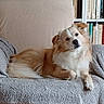 Yellow participe au concours pour gagner de l'argent avec cette photo : dog, golden_white_fur, fluffy, long_hair, pet, canine, lying_down, sofa, couch, blanket, indoors, living_room, bookshelf, books, portrait, head_tilt, brown_eyes, black_nose, relaxed, cozy