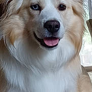 Yellow a rejoint le concours — aidez-le/la à gagner de superbes lots ! dog, portrait, fluffy, white_fur, brown_fur, happy, smiling, tongue_out, close_up, pet, canine, long_hair, ears, nose, eyes, indoor, home, window, seated, floral_pattern