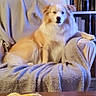 Yellow participe au concours pour gagner de l'argent avec cette photo : dog, puppy, fluffy, white, cream_colored, sitting, lounging, armchair, blanket, cozy, indoors, living_room, bookshelf, bookcase, home, pet, portrait, looking_at_camera, relaxed, cute