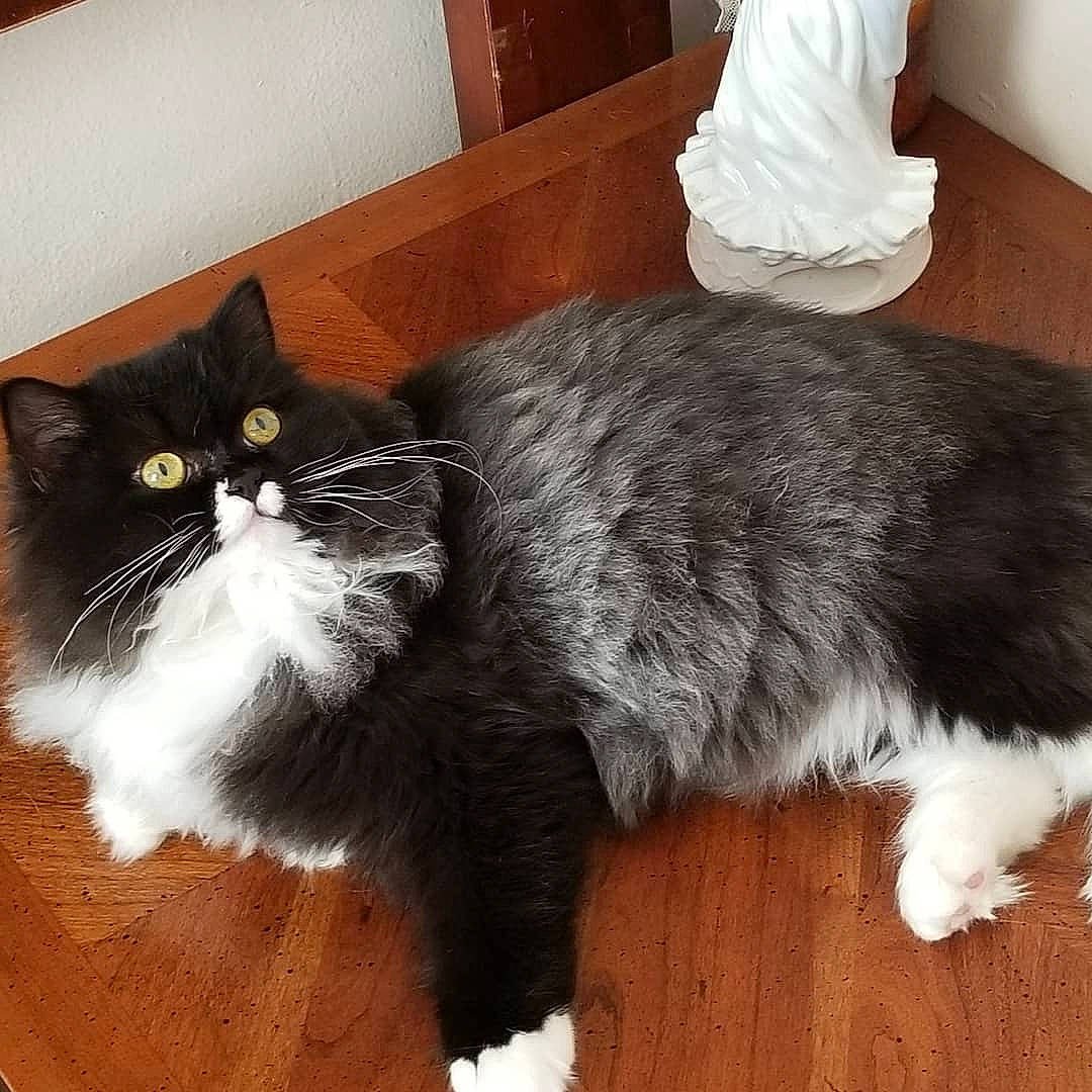 Patty joined the competition — help win amazing prizes! british_longhair, british_semi_longhair, carnivore, cat, cymric, domestic_long_haired_cat, domestic_short_haired_cat, european_shorthair, felidae, fur, mammal, norwegian_forest_cat, paw, persian, polydactyl_cat, ragamuffin, small_to_medium_sized_cats, snout, tail, whiskers