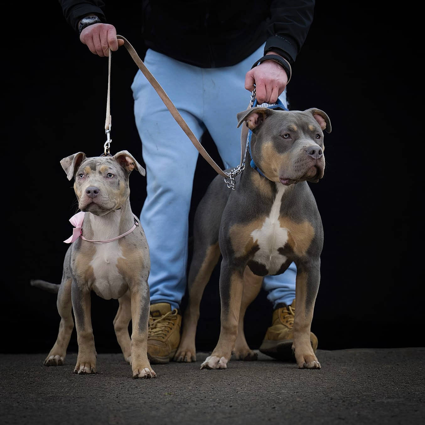 Bruno joined the competition — help win amazing prizes! bull_and_terrier, canidae, carnivore, collar, companion_dog, conformation_show, dog, dog_breed, dog_collar, dog_sports, dog_supply, dog_walking, fashion_accessory, fawn, leash, pet_supply, snout, sporting_group, tail, working_animal