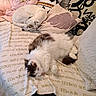 Caline participe au concours pour gagner de l'argent avec cette photo : blanket, cat, child, couch, cozy, dog, fabric, fluffy_cat, fur, hand, home, indoor, pet, pillow, pink_shoes, relaxing, resting, sleeping, white_dog, wooden_floor
