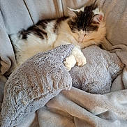 Caline participe au concours pour gagner de l'argent avec cette photo : animal, blanket, cat, comfort, cozy, cushion, cute, feline, fluffy, fur, indoor, nap, pet, pillow, plush, relaxed, resting, sleeping, soft, whale_shaped