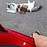 Caline participe au concours pour gagner de l'argent avec cette photo : animal, asphalt, black, brown, car, cat, daylight, door, footwear, fur, human_leg, outdoor, pet, red, relaxed, resting, road, sandals, tail, white
