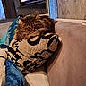 Maline participe au concours pour gagner de l'argent avec cette photo : animal, blanket, cat, couch, cozy, curtains, domestic_cat, fur, furniture, home_interior, indoor, living_room, patterned_pillow, pet, pillow, relaxation, resting, soft_texture, tabby_cat, television