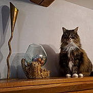 Maline participe au concours pour gagner de l'argent avec cette photo : animal, artistic, cat, cozy, decor, dog_painting, fluffy_cat, furniture, glass_bowl, home, household, indoor, living_room, painting, pet, portrait, sculpture, shadow, wall, wooden_mantelpiece
