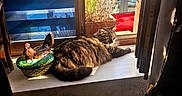 Maline participe au concours pour gagner de l'argent avec cette photo : cat, ceramic_hen, cozy, curtain, daylight, decorative, feline, home, house, indoor, pet, plant, radiator, red_car, relaxing, resting, sunlight, tabby, window, windowsill