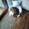 Maline participe au concours pour gagner de l'argent avec cette photo : brown_cat, cat, chair, comfort, cozy, cute, decor, furniture, home, indoor, patterned_rug, pet, plush, relaxation, rug, sleeping, soft, stuffed_toy, teddy_bear, wooden_floor