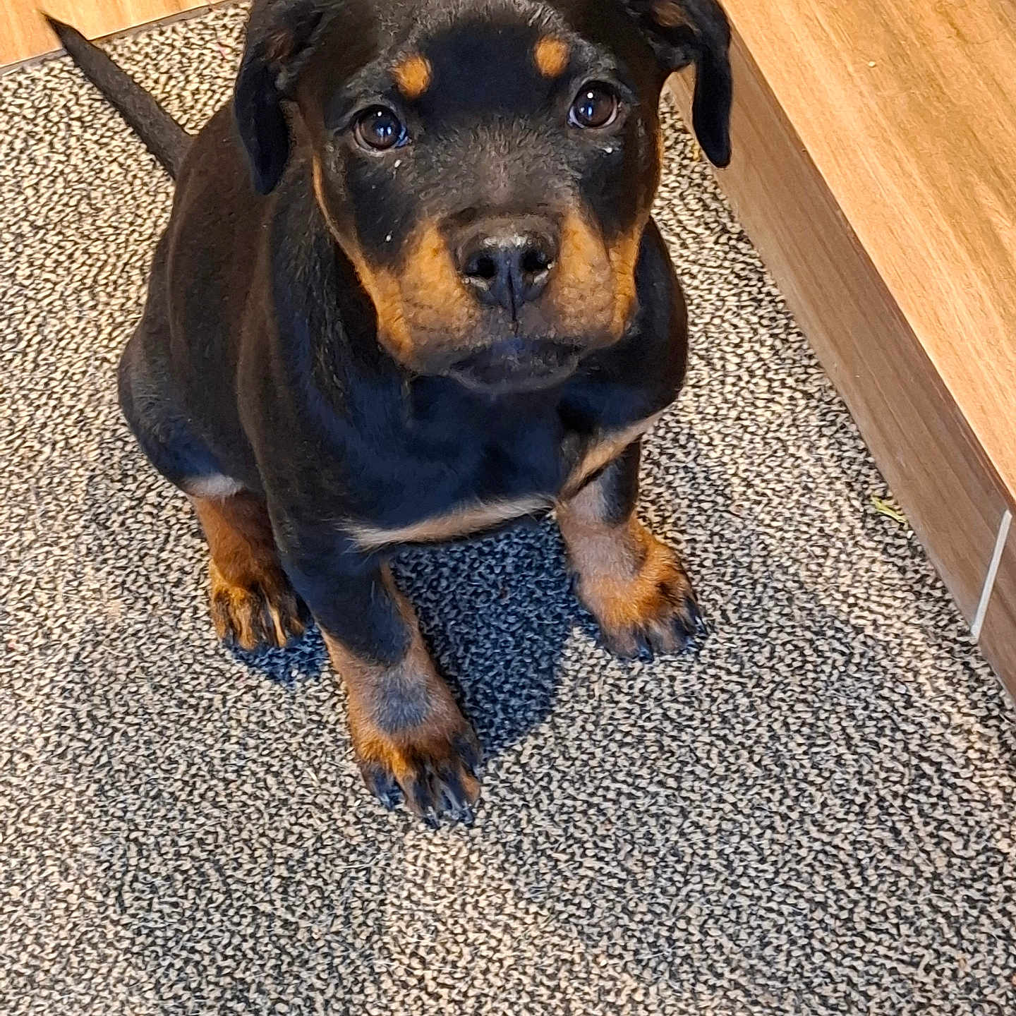 Ava
