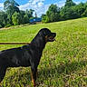 alert, animal, canine, dog, field, grass, greenery, leash, mammal, nature, outdoor, pet, rottweiler, side_view, sky, summer, sunny, tongue_out, trees, walking