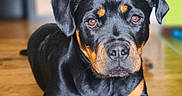 Ava a rejoint le concours — aidez-le/la à gagner de superbes lots ! animal, black_and_tan, canine, companion, dog, domestic_animal, ears, eyes, face, floor, front_legs, fur, indoor, looking_at_camera, lying_down, nose, pet, portrait, rottweiler, wooden_floor