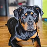 animal, black_and_tan, canine, companion, dog, domestic_animal, ears, eyes, face, floor, front_legs, fur, indoor, looking_at_camera, lying_down, nose, pet, portrait, rottweiler, wooden_floor