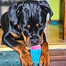 Ava participe au concours pour gagner de l'argent avec cette photo : animal, black, brown, canine, carpet, chewing, cute, dog, domestic, floor, home, indoor, paws, pet, play, puppy, relaxed, rottweiler, toy, young