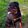 Ava a rejoint le concours — aidez-le/la à gagner de superbes lots ! animal, black_and_tan, canine, daylight, dog, ears, field, fur, grass, mammal, nature, nose, outdoor, path, pet, rottweiler, sitting, summer, sunlight, tongue_out