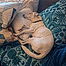 blanket, canine, comfort, couch, cozy, decor, dog, domestic, fur, home, indoor, nap, patterned, pet, pillows, relaxation, resting, sleeping, soft, textile