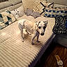 Jack participe au concours pour gagner de l'argent avec cette photo : animal, beige, blanket, comfort, couch, cozy, curious, decor, diaper, dog, furniture, home, indoor, living_room, pet, pillows, seating, slippers, small_dog, wooden_floor