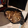 Roxy participe au concours pour gagner de l'argent avec cette photo : animal, brown, cat, chair, cozy, curled_up, cushion, domestic_cat, fur, furniture, home, indoor, leather_bag, pet, relaxation, resting, sleeping, striped, tabby_cat, zipper