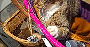 Roxy a rejoint le concours — aidez-le/la à gagner de superbes lots ! animal, basket, boots, cat, chair, colorful, cozy, curious, feline, fur, home, indoor, lighting, pet, pink, relaxed, tabby_cat, texture, wooden_floor, woven_basket