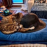 Roxy participe au concours pour gagner de l'argent avec cette photo : blue_blanket, books, cat, couch, cozy, curled_up, decor, furniture, hat, home, indoor, nap, pet, pillows, relaxing, sleeping, stuffed_toy, tabby_cat, table, wooden_floor