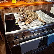 Roxy participe au concours pour gagner de l'argent avec cette photo : animal, appliance, cat, cloth, countertop, domestic, flooring, fur, household, indoor, kitchen, knobs, lighting, metal, pet, relaxed, stove, tabby_cat, towel, wooden_cabinet